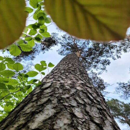 wald-thueringen
