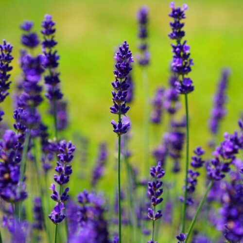 Heilpflanzen für die Menopause